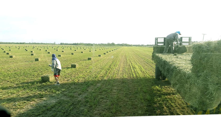Sostener la producción de alfalfa en tiempos de crisis