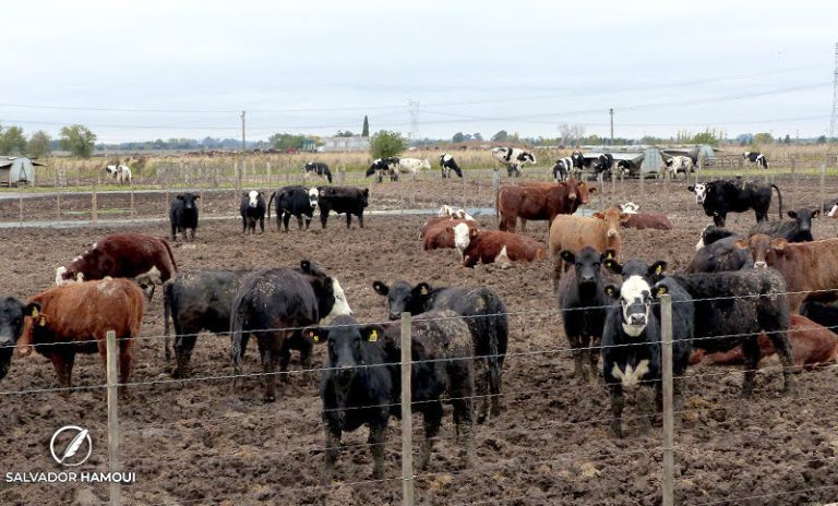 Cómo reducir el impacto del calor en bovinos para carne