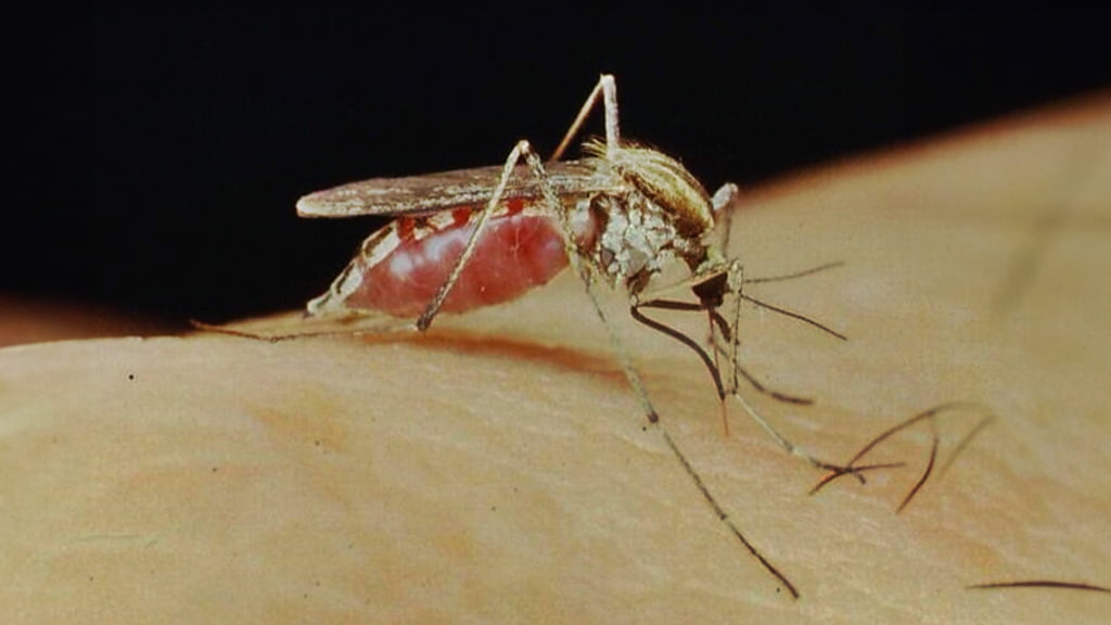 mosquitos. amba, buenos aires
