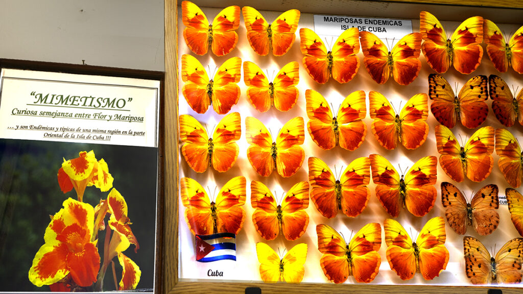 San Miguel, Mariposas, Museo
