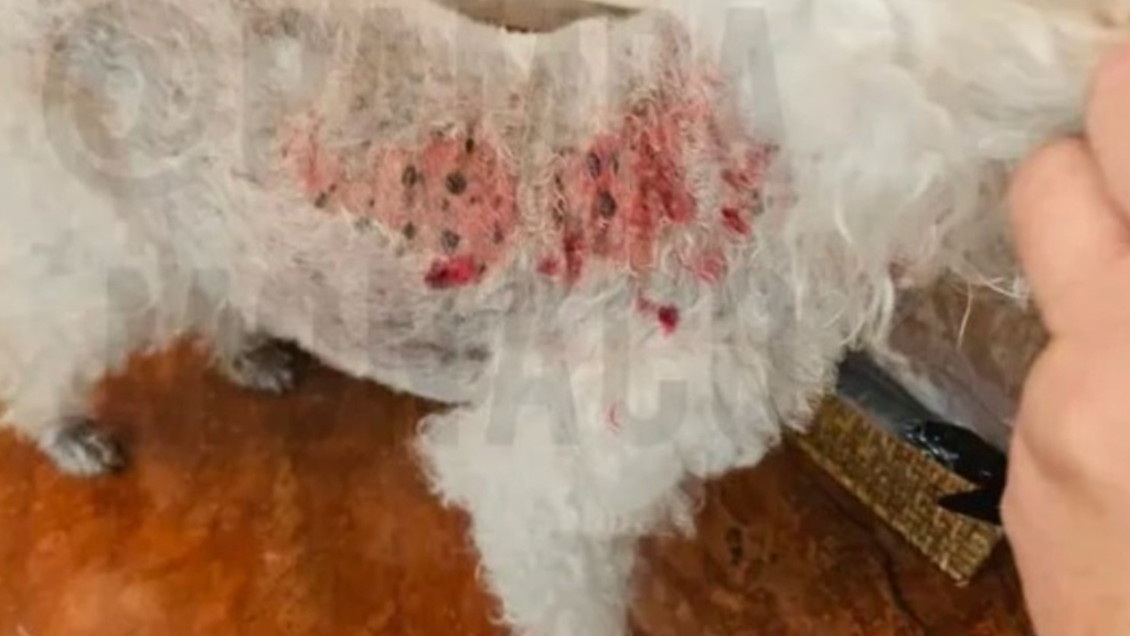 Una de las fotos que circula por estas horas en los grupos de Whatsapp del Barrio Abril de Hudson, en Berazategui. En ella se ve un caniche atacado por zorros.