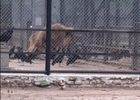 🔴 SÁENZ PEÑA | Murió un león anciano y un video viral generó confusión: la explicación del Director del Complejo Ecológico