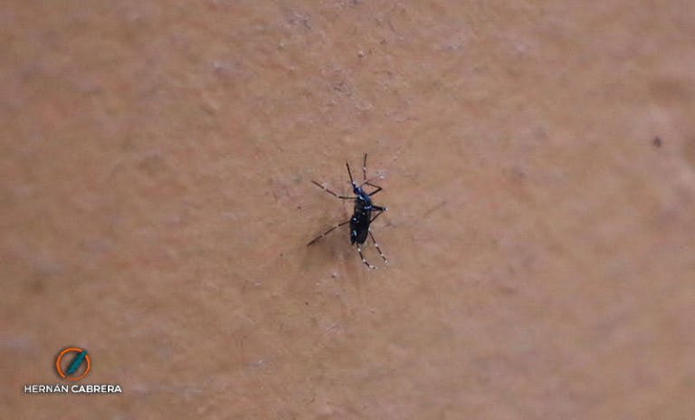 Los casos de dengue ya superaron los 180.000 en el país