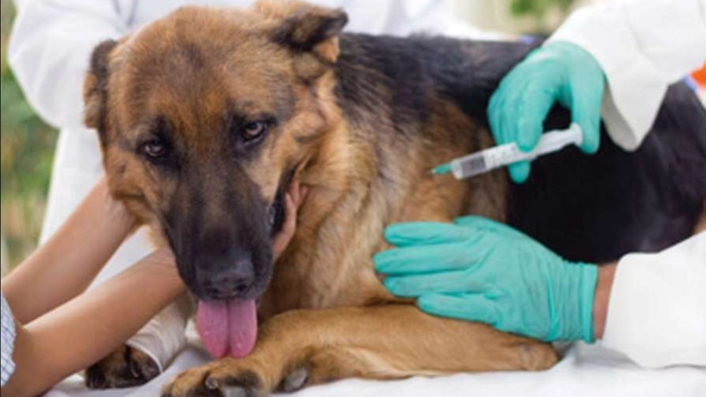 El sábado 27 el Municipio de Morón hará una jornada gratuita de vacunación en el Parque Lineal Albistur Villegas.