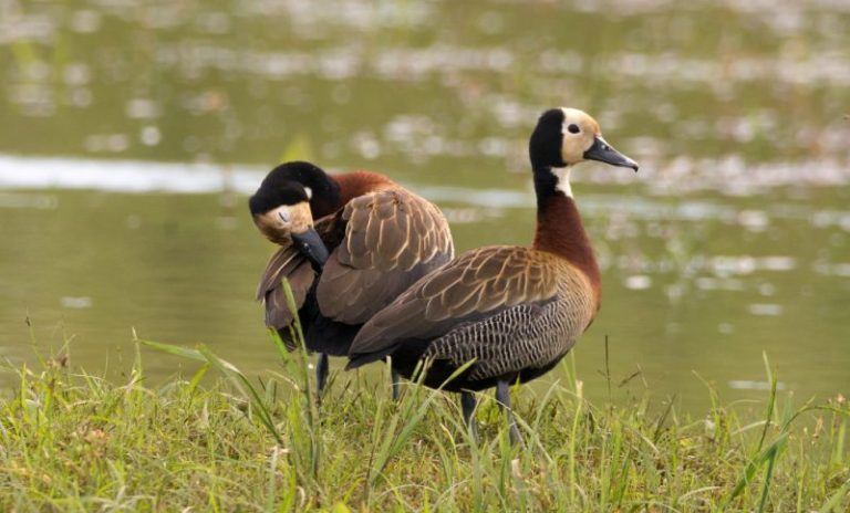Rogelio Frigerio autorizó la matanza de aves autóctonas en Entre Ríos