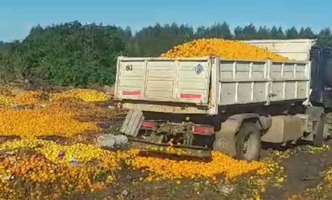 Por la caída del consumo, productores comenzaron a tirar fruta que no llega a venderse