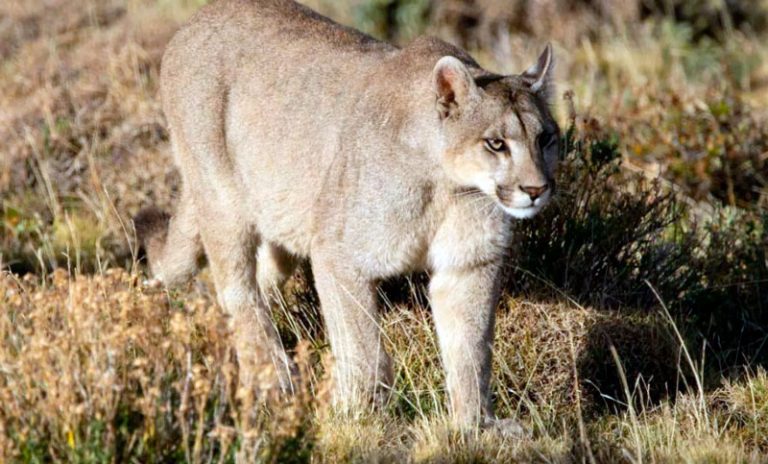 Polémica en Santa Cruz por la caza permitida de especies nativas y avivó el conflicto con los ganaderos ovinos