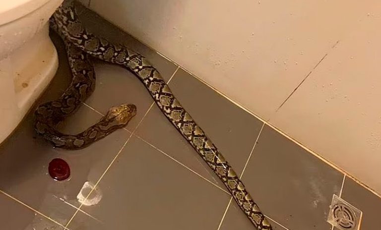 ¡De película! Un tailandés se sentó en un inodoro y una pitón gigante le mordió los testículos