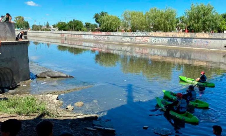 Un elefante marino sorprendió a los vecinos de La Plata al quedar en un arroyo