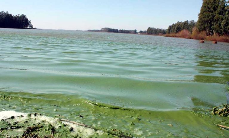 Cianobacterias: recomiendan a los bañistas extremar los cuidados de salud