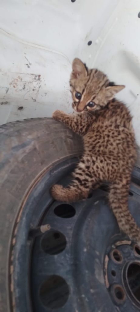 馃敶 POLICIALES | Rescataron un gato mont茅s y lo trasladaron al Complejo Ecol贸gico Municipal