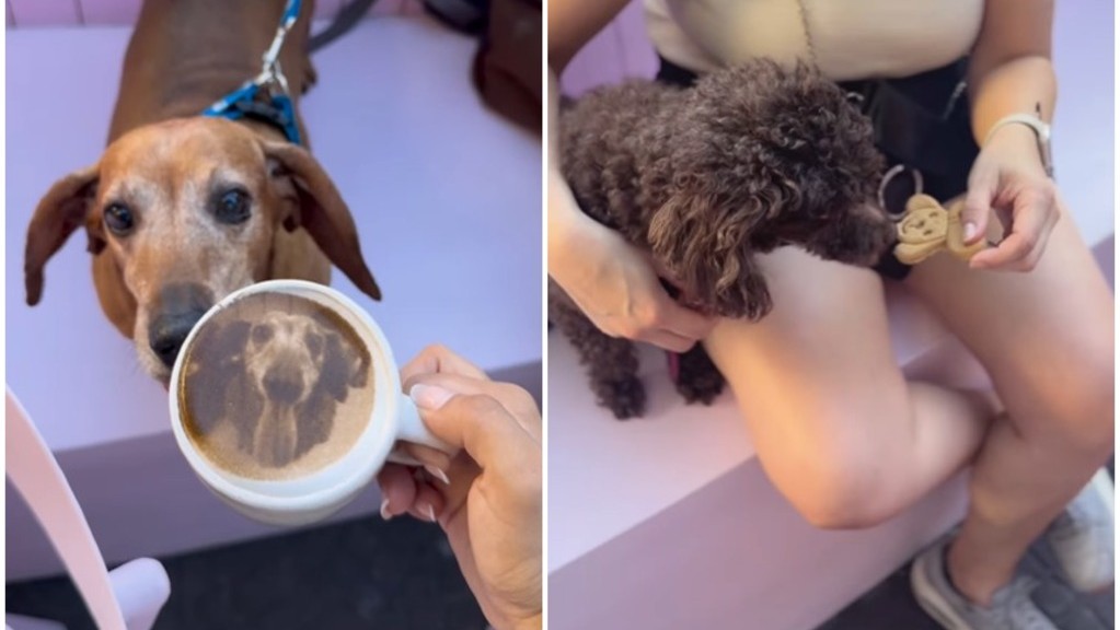 Lomas de Zamora, cafetería, pet friendly