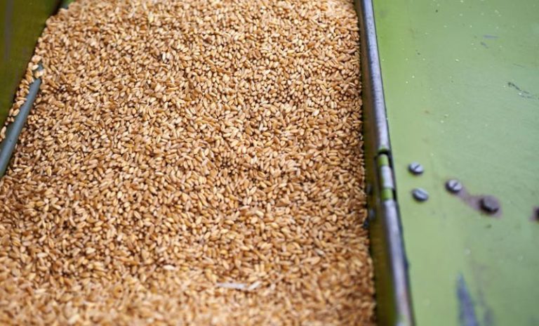 Productores de trigo de molienda del Reino Unido realizan una huelga contra la política gubernamental