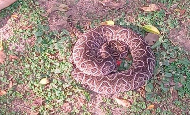Oroño y el río: vecinos encontraron una yarará en el parque, que fue rescatada por la Brigada de Ecología