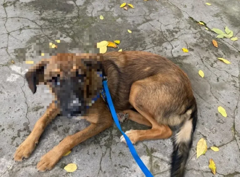 🔴 CORRIENTES | Denunciaron a un hombre por presunto caso de zoofilia