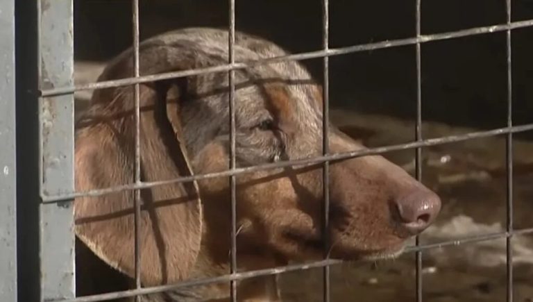Nueva ordenanza en Lanús para proteger a las mascotas que prevé duras penas por maltrato animal