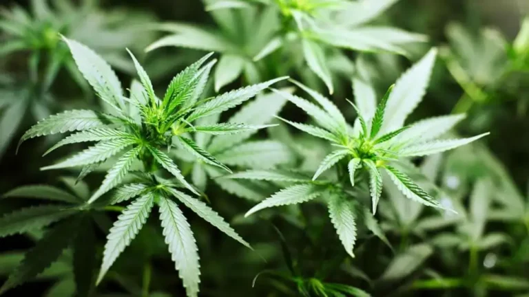 🔴 NACIONALES | El gobierno advirtió un uso «abusivo» del cannabis medicinal y cambió las reglas para acceder: los nuevos requisitos
