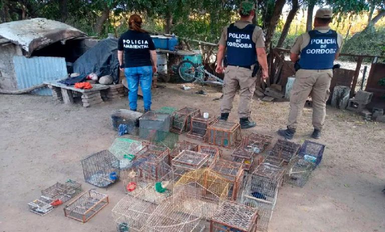 Córdoba: rescataron casi 100 aves exóticas que estaban en cautiverio en diferentes domicilios