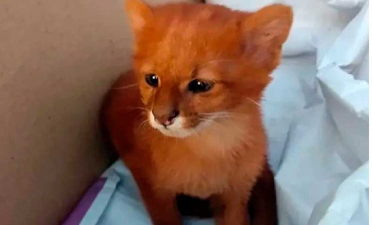 Encuentran una cría de puma yaguarundí deambulando por una ruta entrerriana