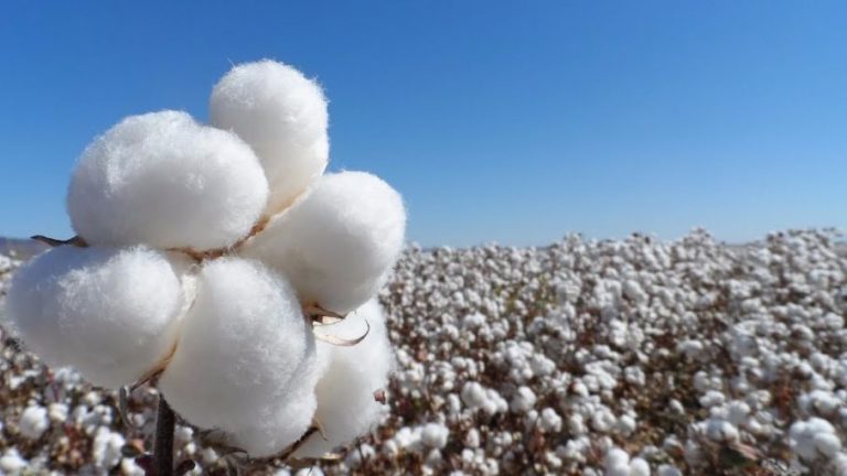 🔴 CHARATA | Agronea 2025: Gensus con innovadora genética en algodón y sorgo