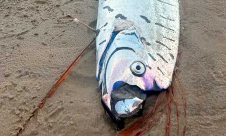 Apareció una extraña criatura marina de varios metros y temen por una catástrofe