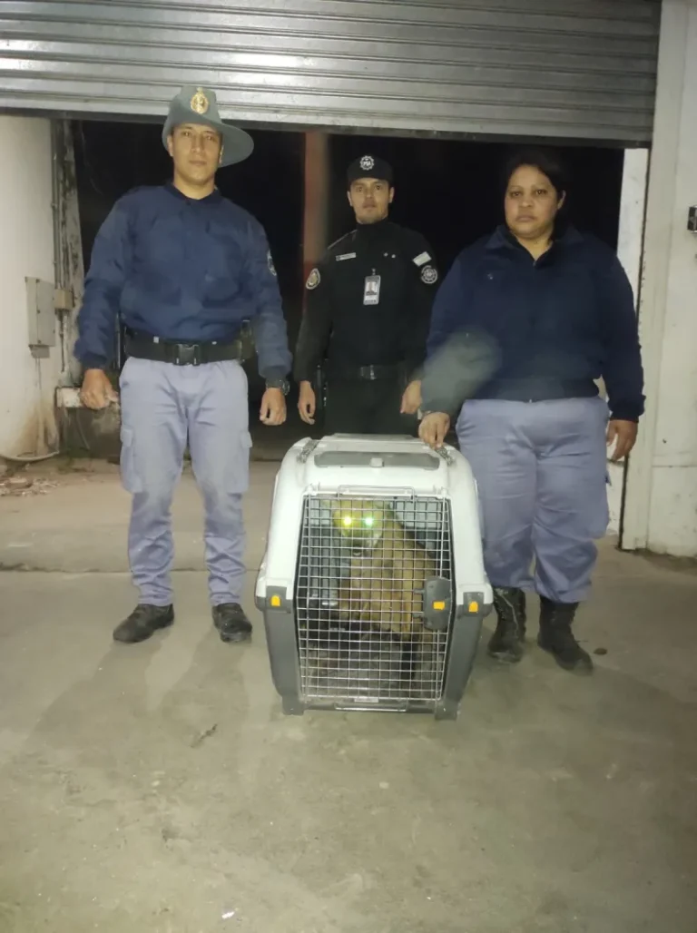 🔴 RESISTENCIA | Rescataron a un Aguará Guazú cerca del aeropuerto