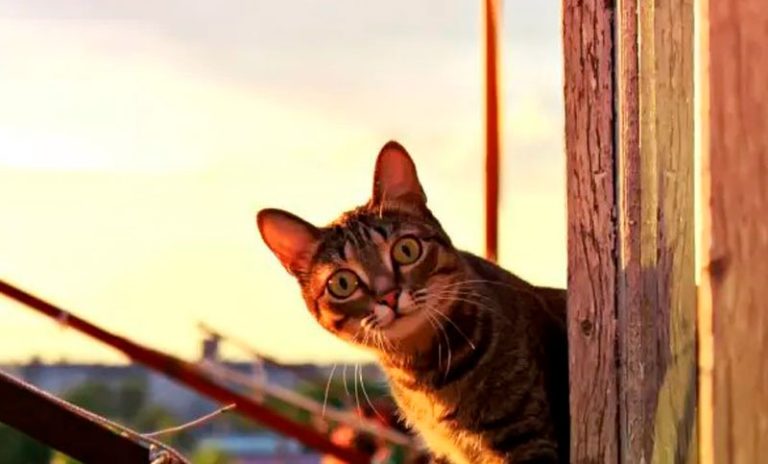 Se salvó de milagro: una mujer cayó desde un tercer piso al intentar rescatar a su gato