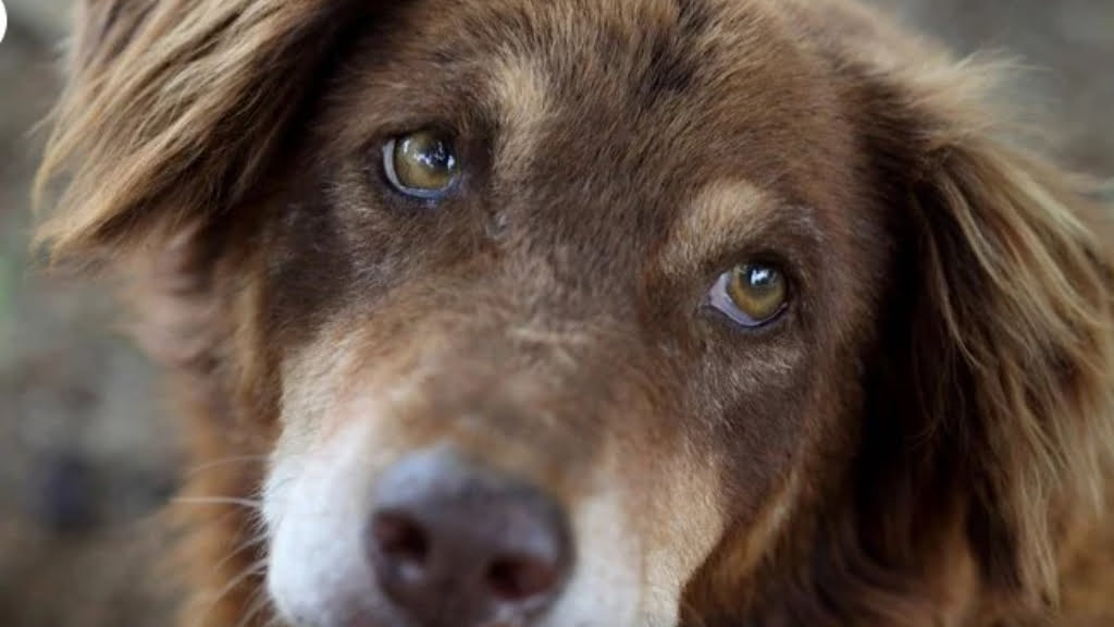 El perro callejero es el verdadero protagonista del monumento que inaugurarán el sábado en Berazategui.