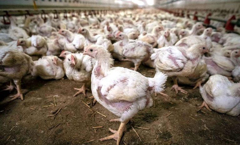 Alemania sacrifica 150 mil aves por un brote de gripe aviar
