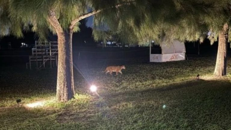 Alerta en Pilar: reapareció el puma que acecha en la noche en los barrios privados y planean cazarlo