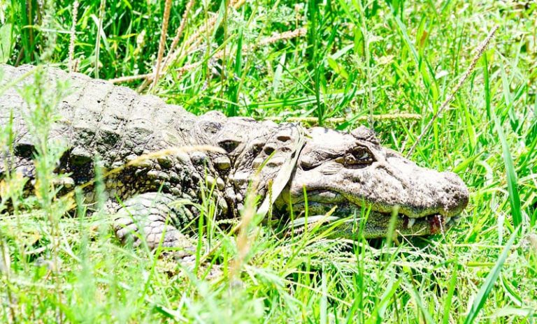 Reinsertaron en una reserva natural a Ricardito, el yacaré que pasó más de 10 años en el Instituto Malbrán