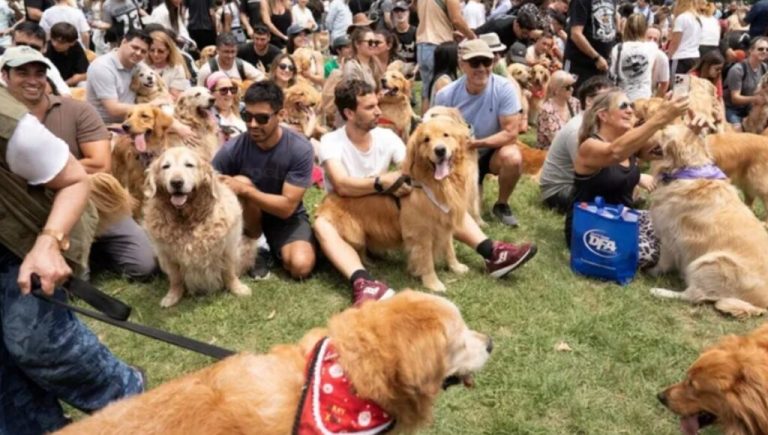 Récord mundial para Argentina: quién es el vecino de Monte Grande que hizo la mayor juntada de perros Golden Retriever