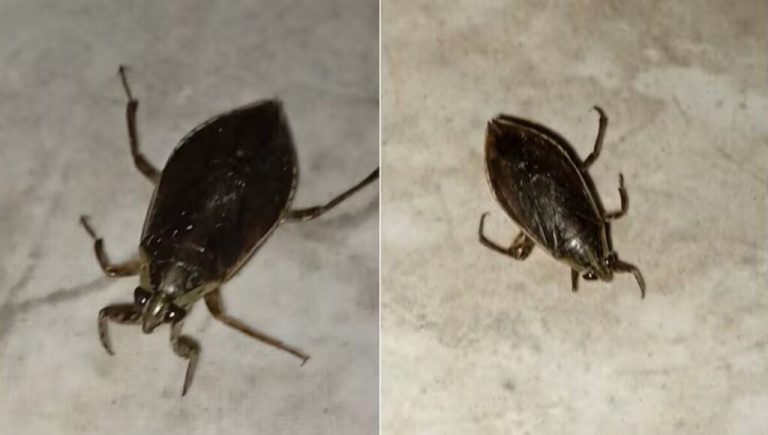 Qué bichos son los que invadieron CABA y el GBA, cuándo se terminará la «plaga» y qué hacer cuando aparecen