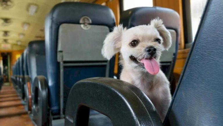 Las mascotas ya pueden viajar en trenes y micros de larga distancia: todo lo que se debe tener en cuenta