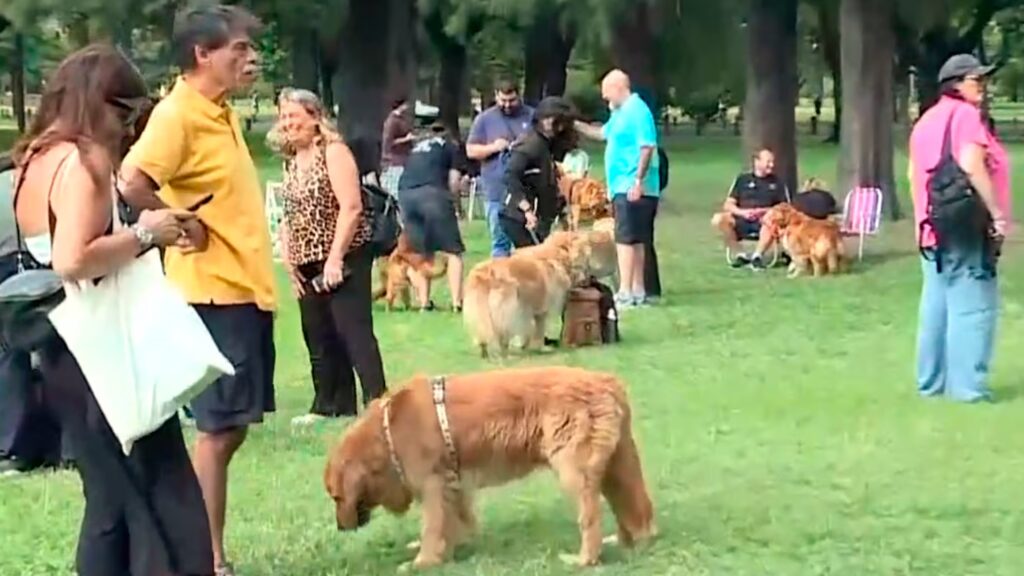 Monte Grande, Golden Retriever, juntada