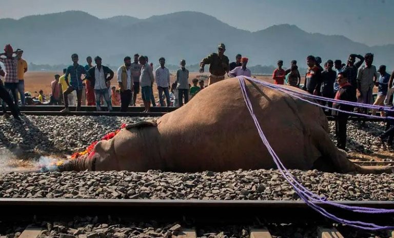 Siete elefantes murieron tras ser arrollados por un tren en el noreste de India