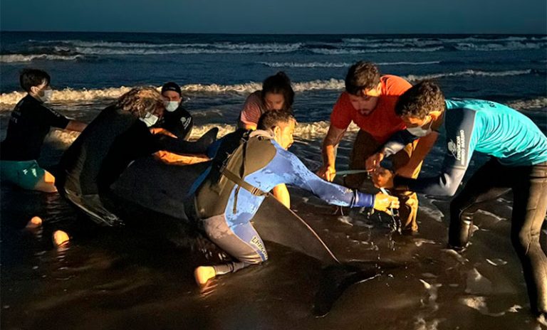Aparació un raro cetáceo en las costas de San Clemente y se montó un operativo de rescate