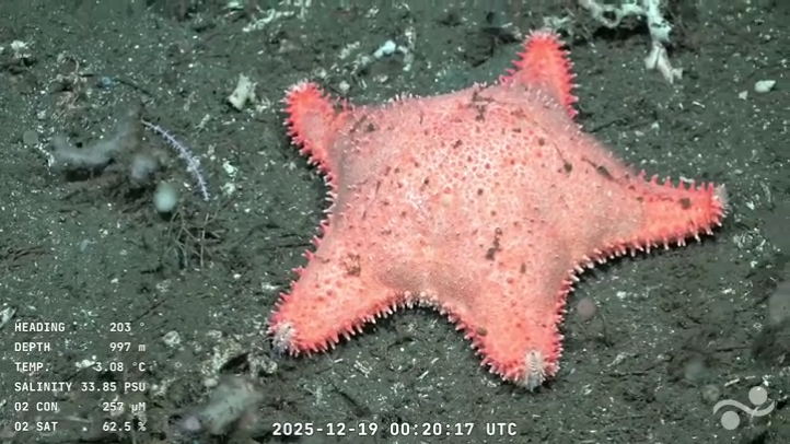 🔴 NACIONALES | En una nueva expedición del CONICET en el fondo del mar, encuentran otra estrella “culona”