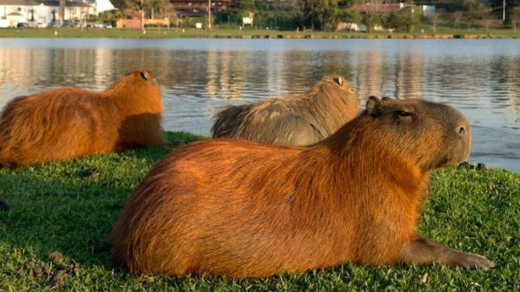 carpinchos, Nordelta