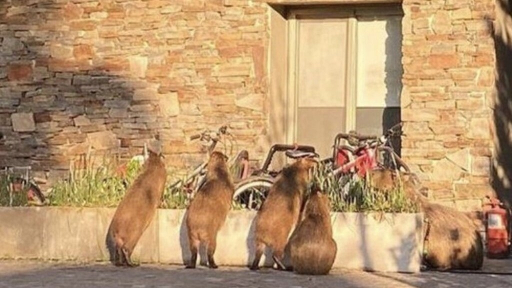 carpinchos, Nordelta