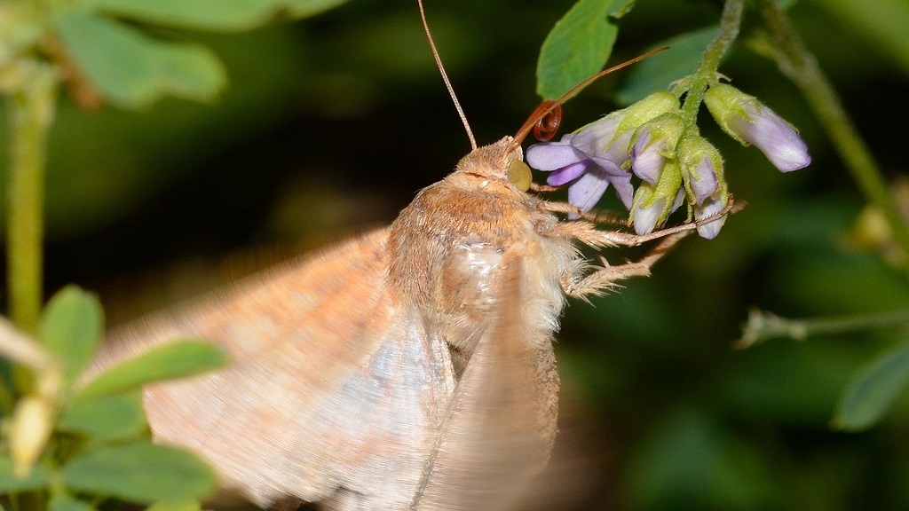 Polillas, Conurbano, Tigre, Escobar