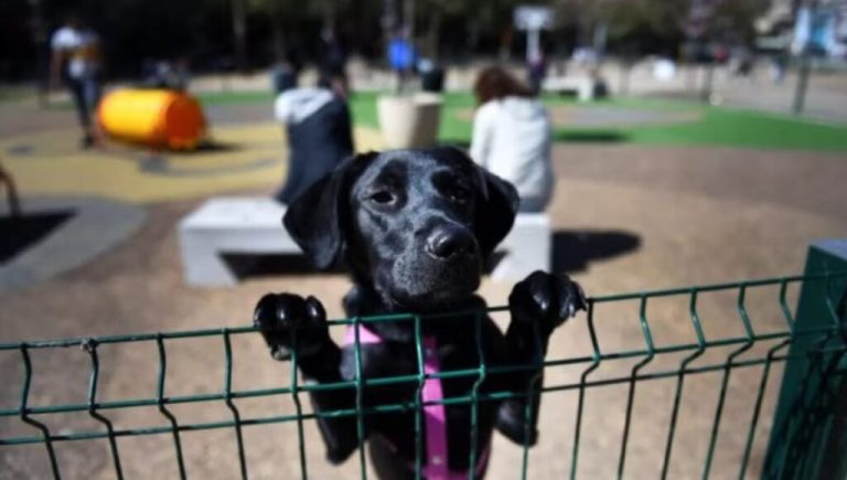 San Miguel tendrá su primera plaza sólo para perros: qué ofrecerá a las mascotas y dónde la construyen