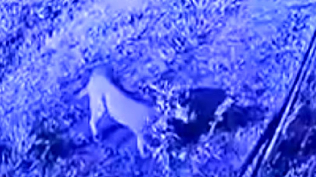 El puma avistado en el barrio Los Jazmines de Pilar del Este fue detectado por las cámaras de seguridad durante la madrugada.