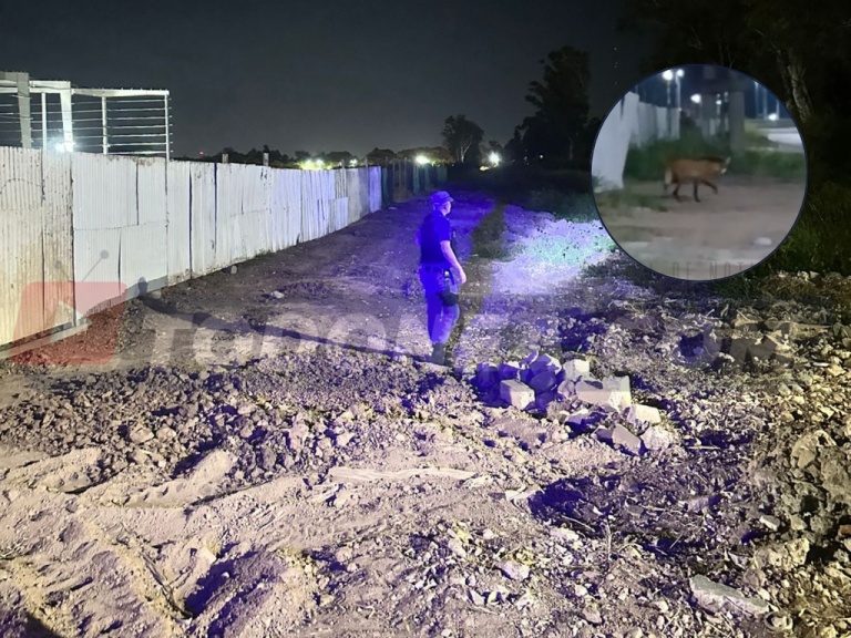 🔴 SÁENZ PEÑA | Tras un video viral, realizaron recorridas para ubicar a un Aguará Guazú