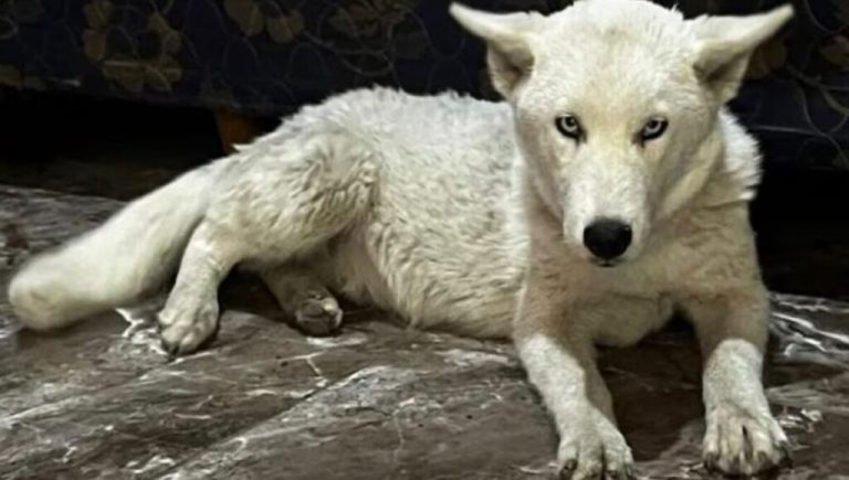 Insólito hallazgo en Florencio Varela: fueron a detener a una presunta dealer y le encontraron un lobo blanco