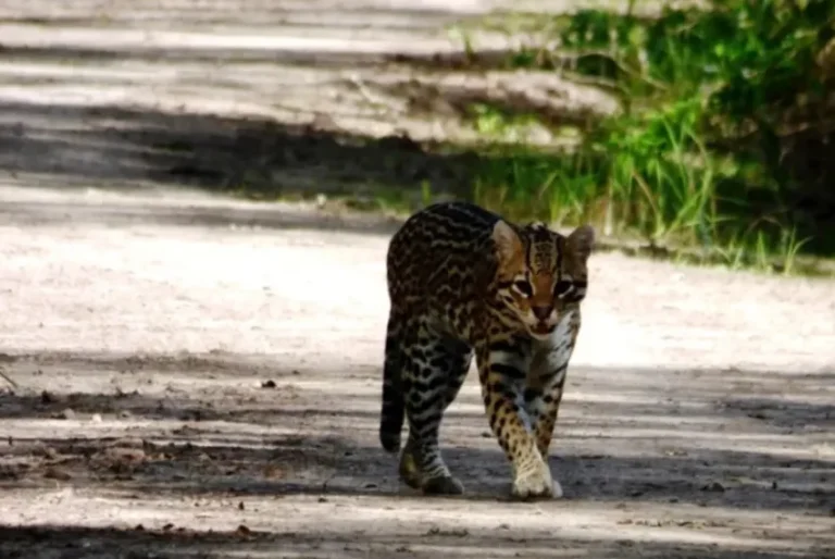 馃敶 SOCIEDAD | Un ocelote se dej贸 ver en el Parque Nacional Chaco y sorprendi贸 a turistas