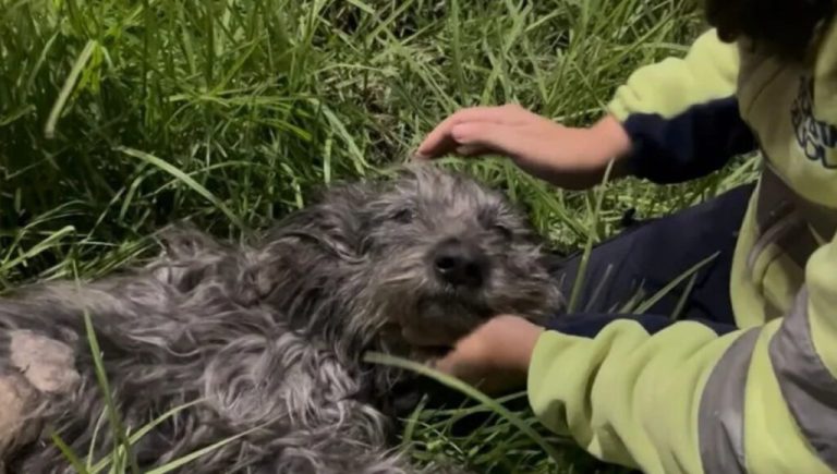 Ángeles del asfalto: los trabajadores de la Panamericana que rescatan animales en plena autopista