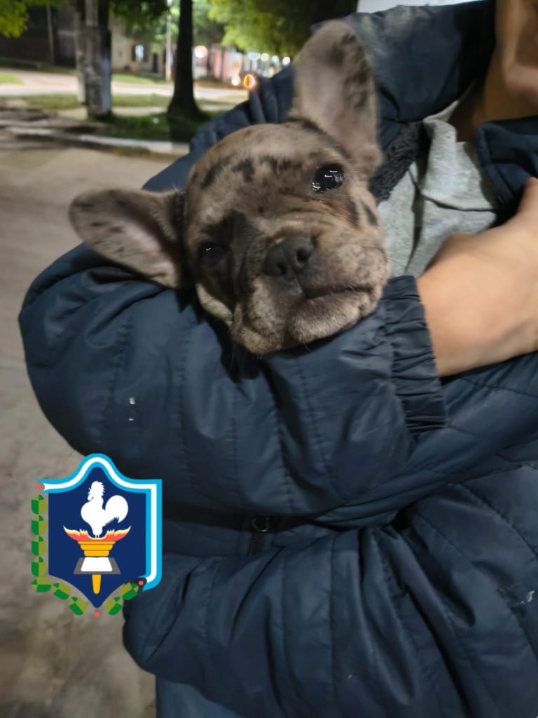 🔴 SÁENZ PEÑA | Recuperaron un cachorro de bulldog francés denunciado como robado