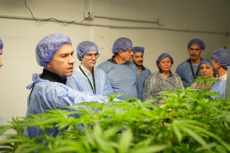 🔴 PROVINCIALES | La empresa chaqueña Cannafis exportará cannabis sativa 100 % medicinal a Nueva Zelanda