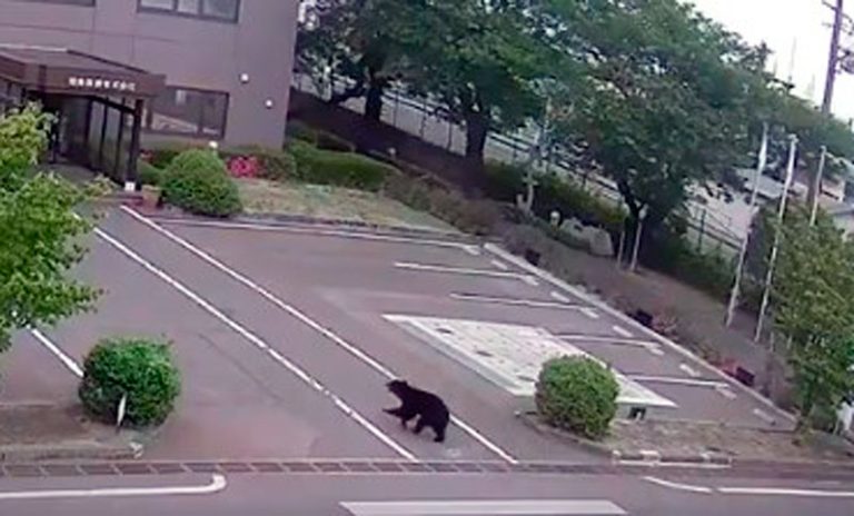 Un oso atacó en una zona residencial de Japón y dejó al menos cuatro heridos